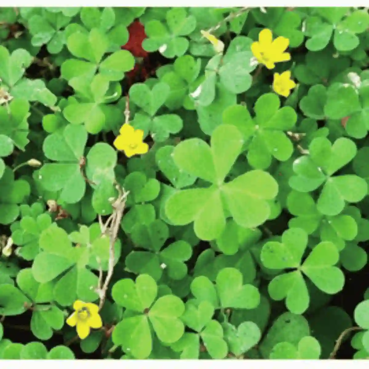 antioxidant botanical complex