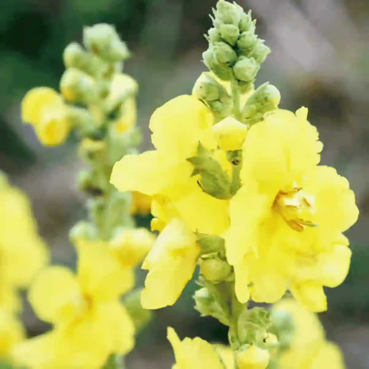 mullein extract