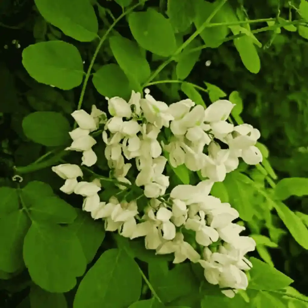 quercetin dihydrate