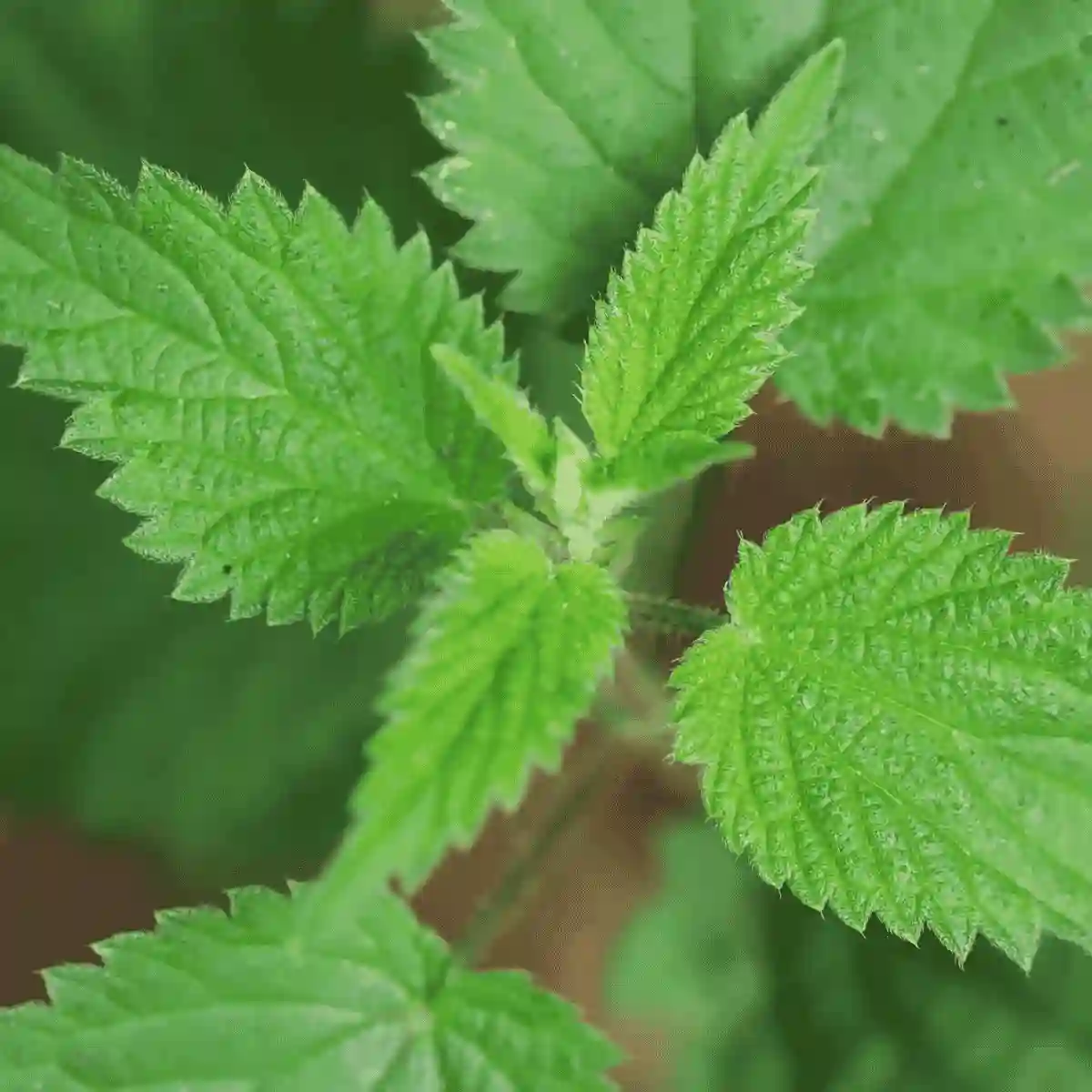 stinging nettle extract